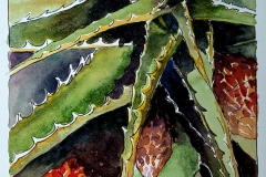 Aloe, Helen Plenert
